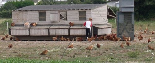 Rooster Booster will provide the extra light required to keep hens in lay throughout the winter months