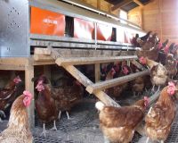 Rooster Booster lighting in poultry house in Jersey